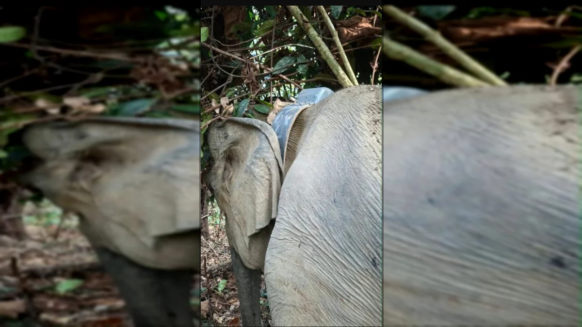 GPS Collar Pantau Pergerakan Gajah Sumatra di Mukomuko